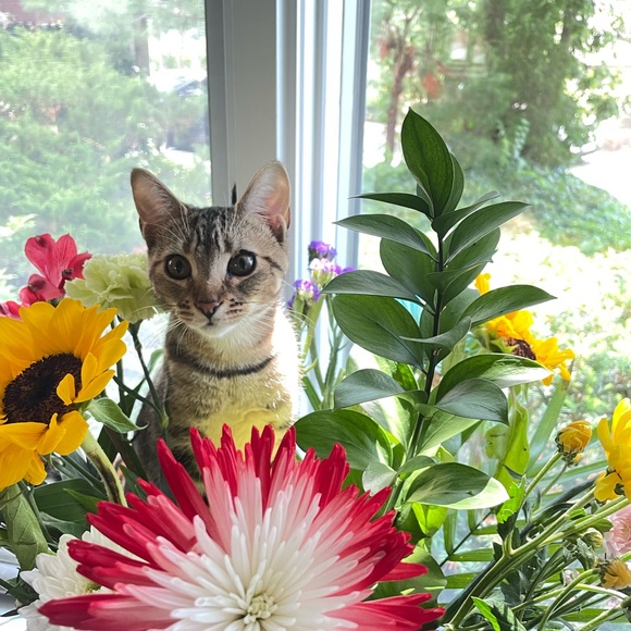 Meet your Posher, Samantha - Picture 1 of 1